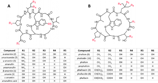 Some-fatal-toxins-of-the-amatoxin-group 